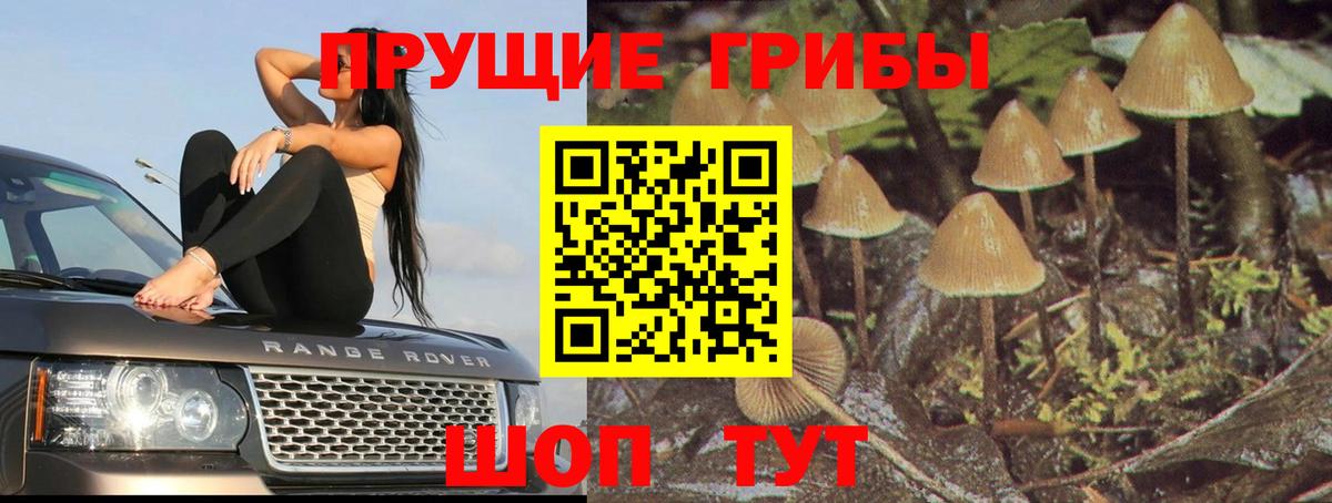 Балашов  Галлюциногенные грибы мицелий  Вход с VPN  Псилоцибиновые грибы Psilocybe 